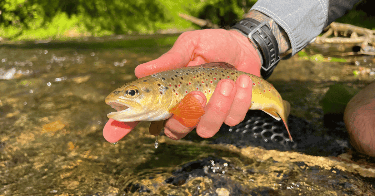 Baltimore Metro Area Oral Surgery Practice for Sale